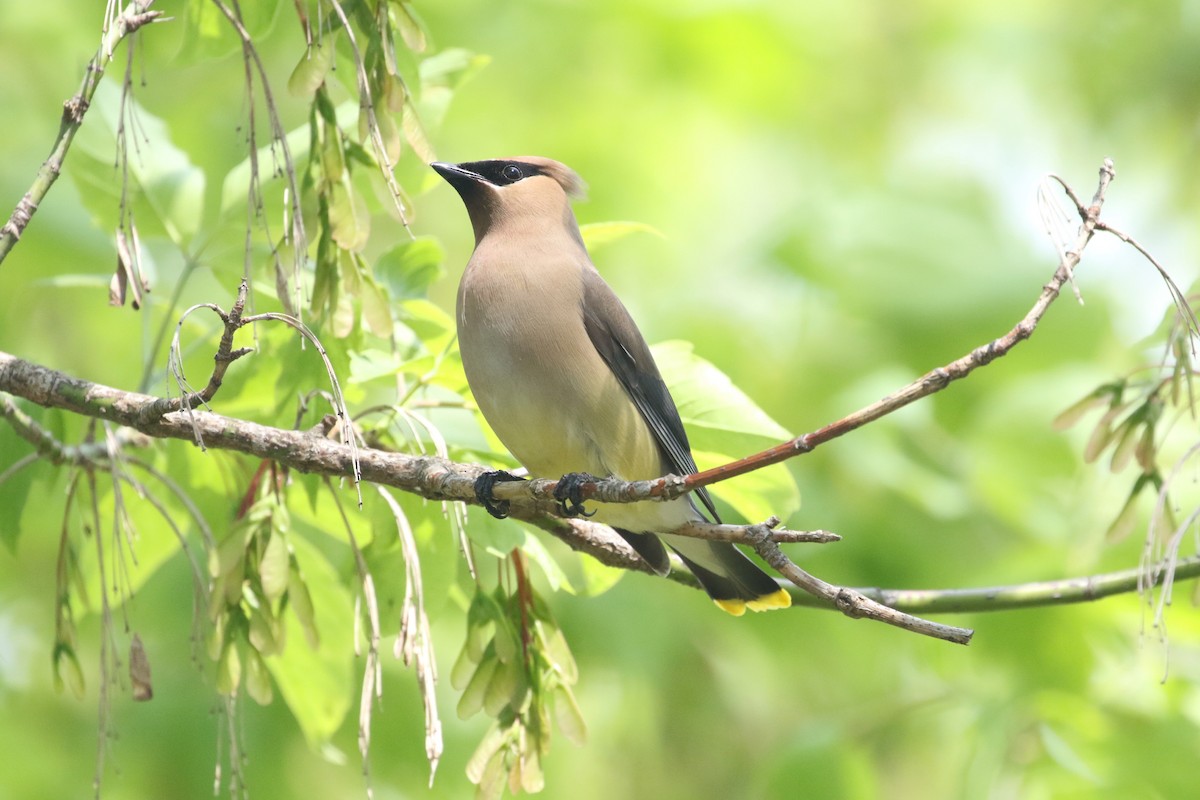 Cedar Waxwing - ML181346851