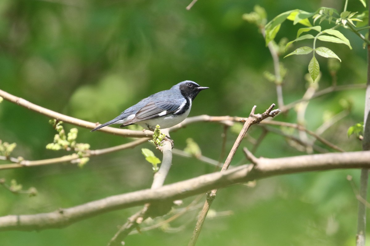 Black-throated Blue Warbler - Dan Gesualdo