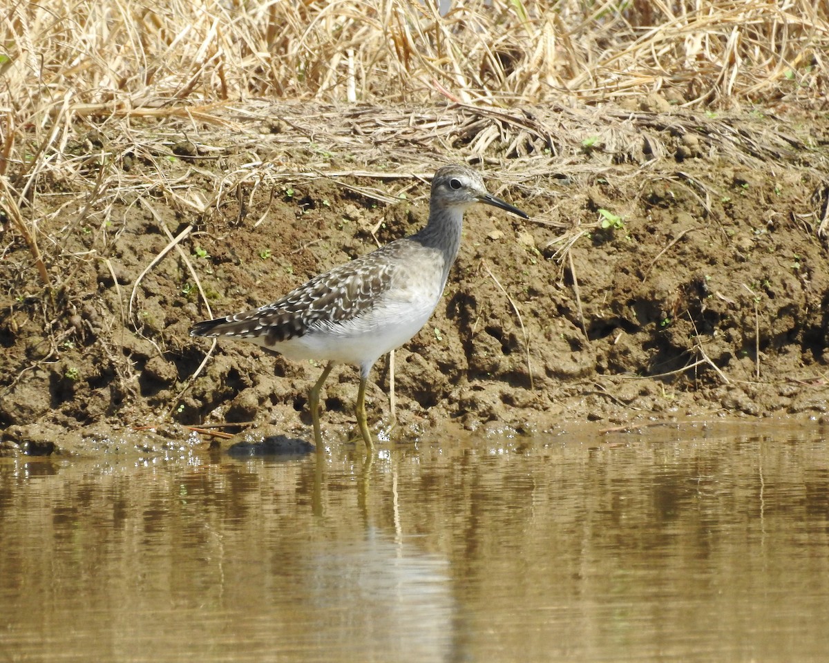 Wood Sandpiper - Arlango Lee