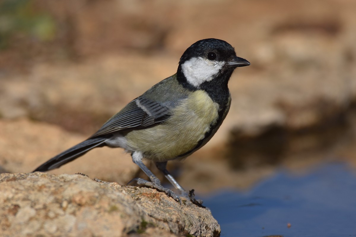 Great Tit - ML181348831