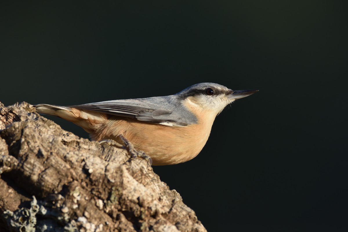 Eurasian Nuthatch - Santiago Caballero Carrera