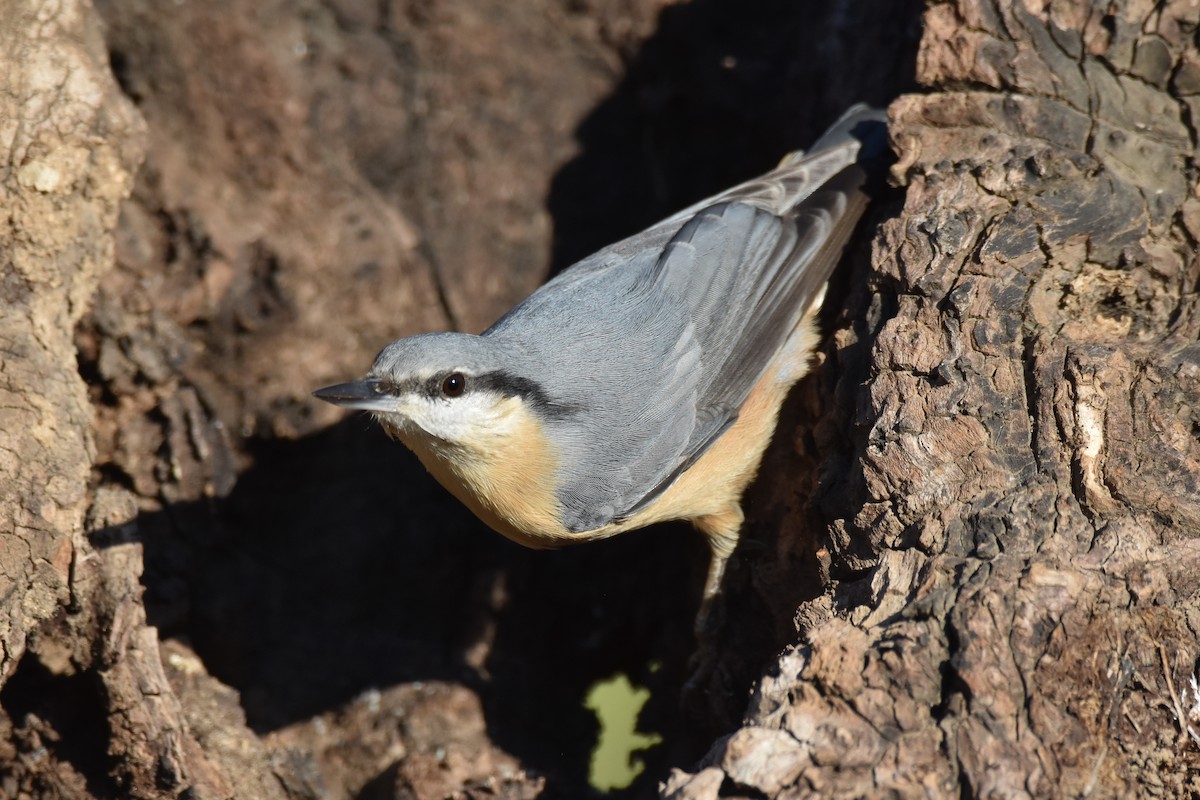 Eurasian Nuthatch - ML181348851