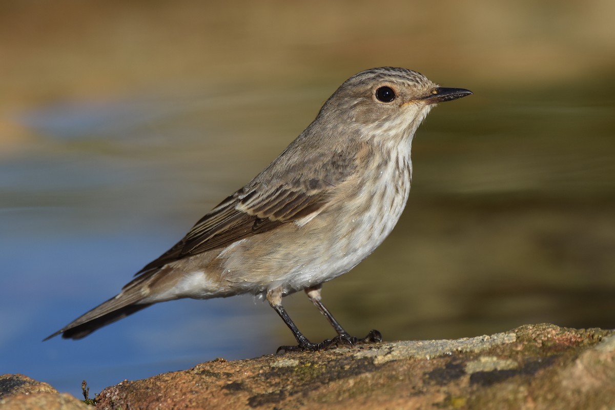Spotted Flycatcher - Santiago Caballero Carrera