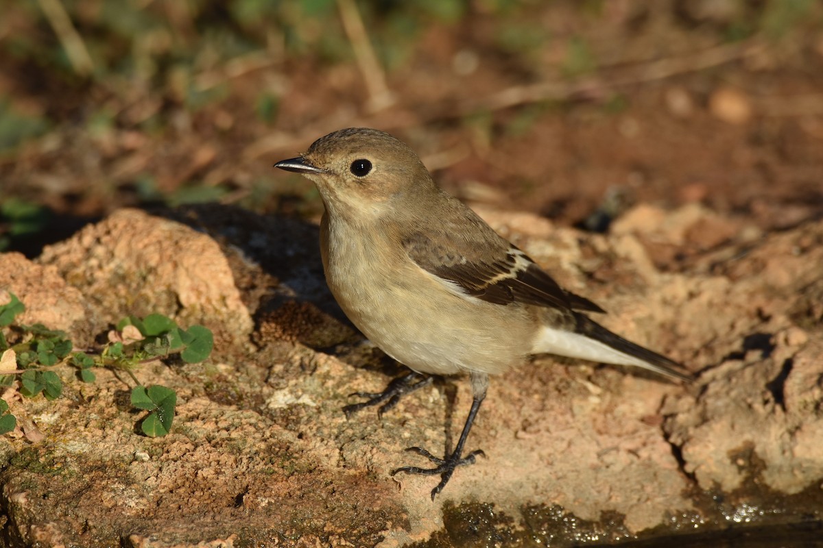 European Pied Flycatcher - ML181348871