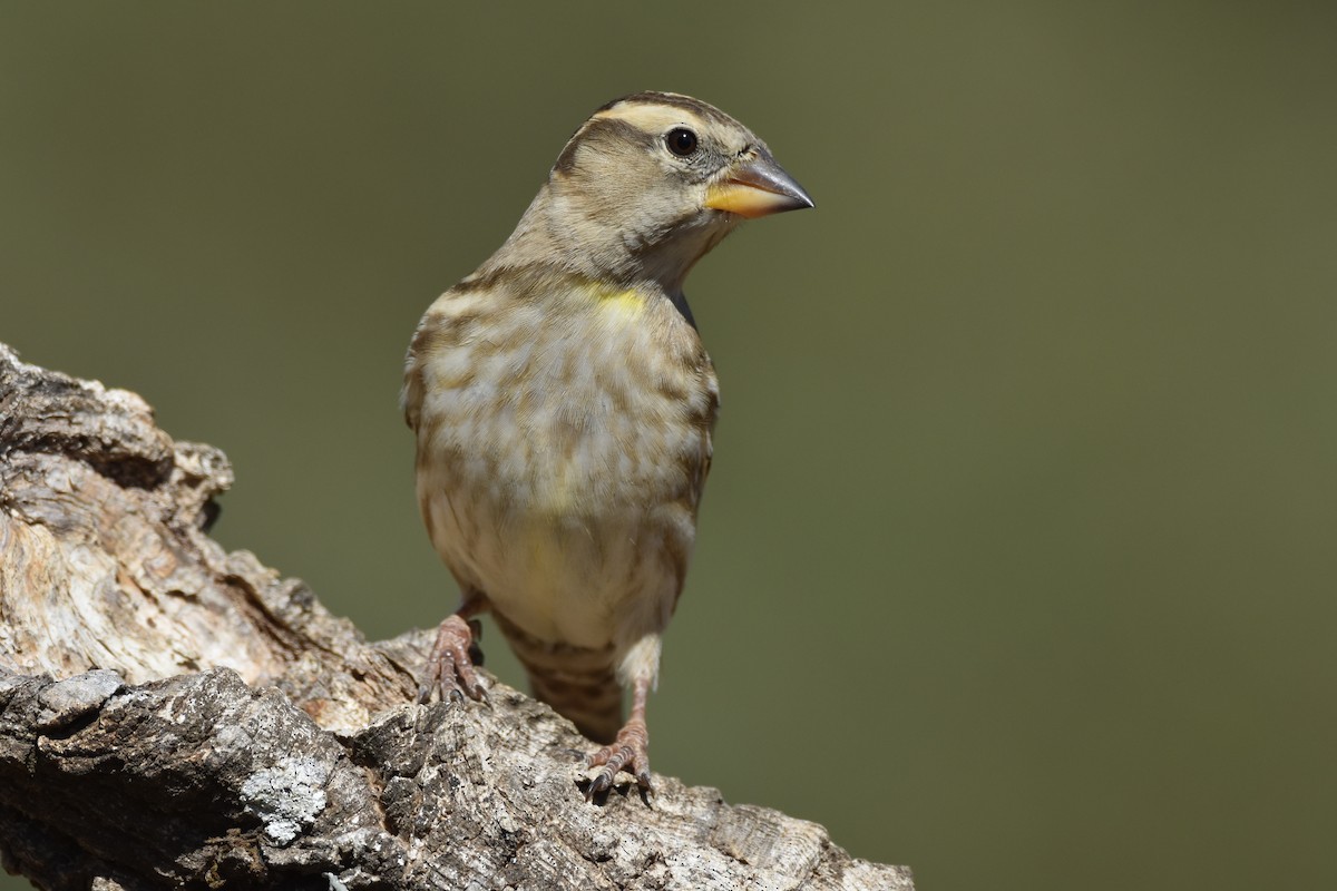 Rock Sparrow - ML181348901