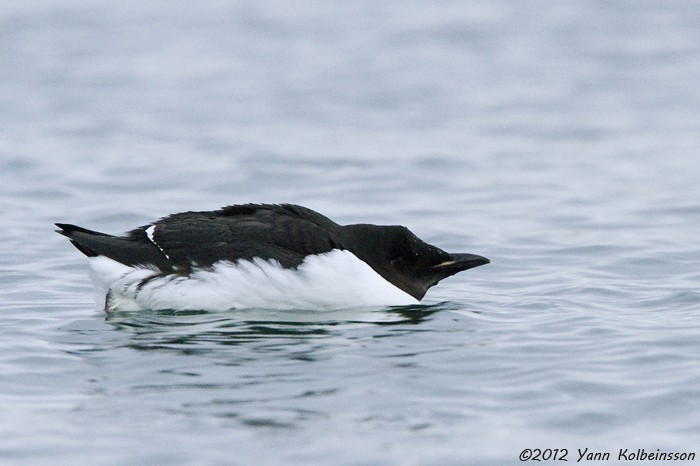 Thick-billed Murre - ML181352771