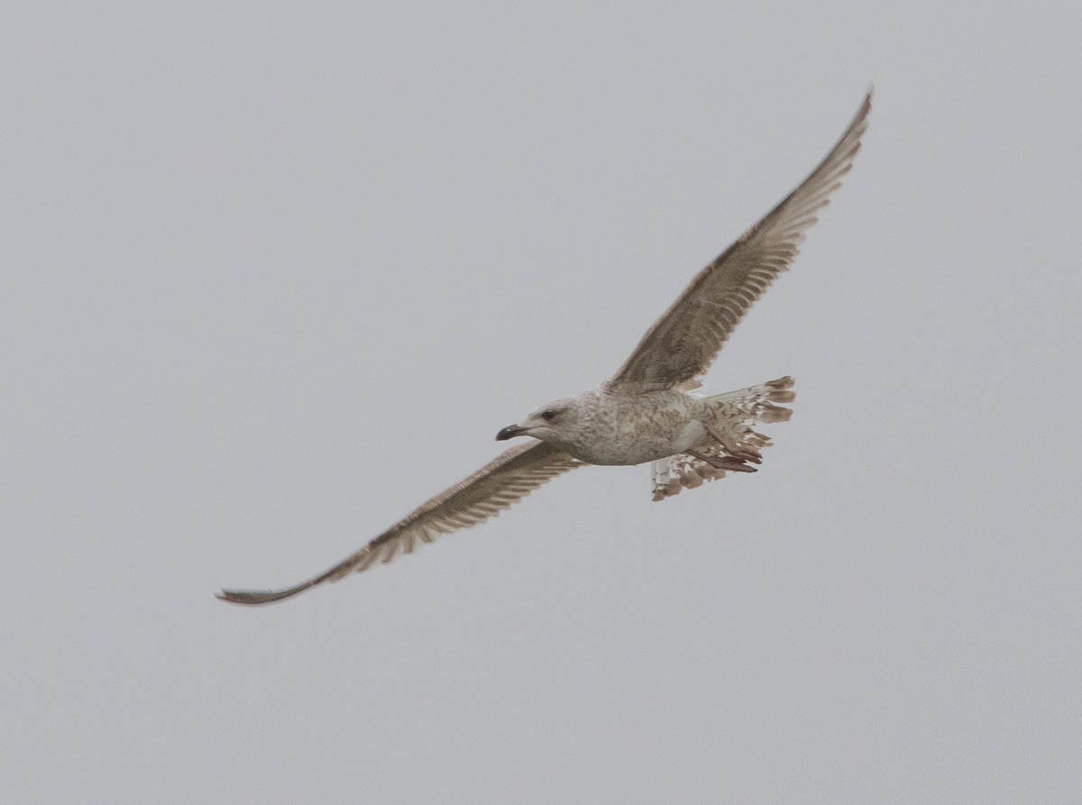 Kaio hauskara europarra - ML181362401