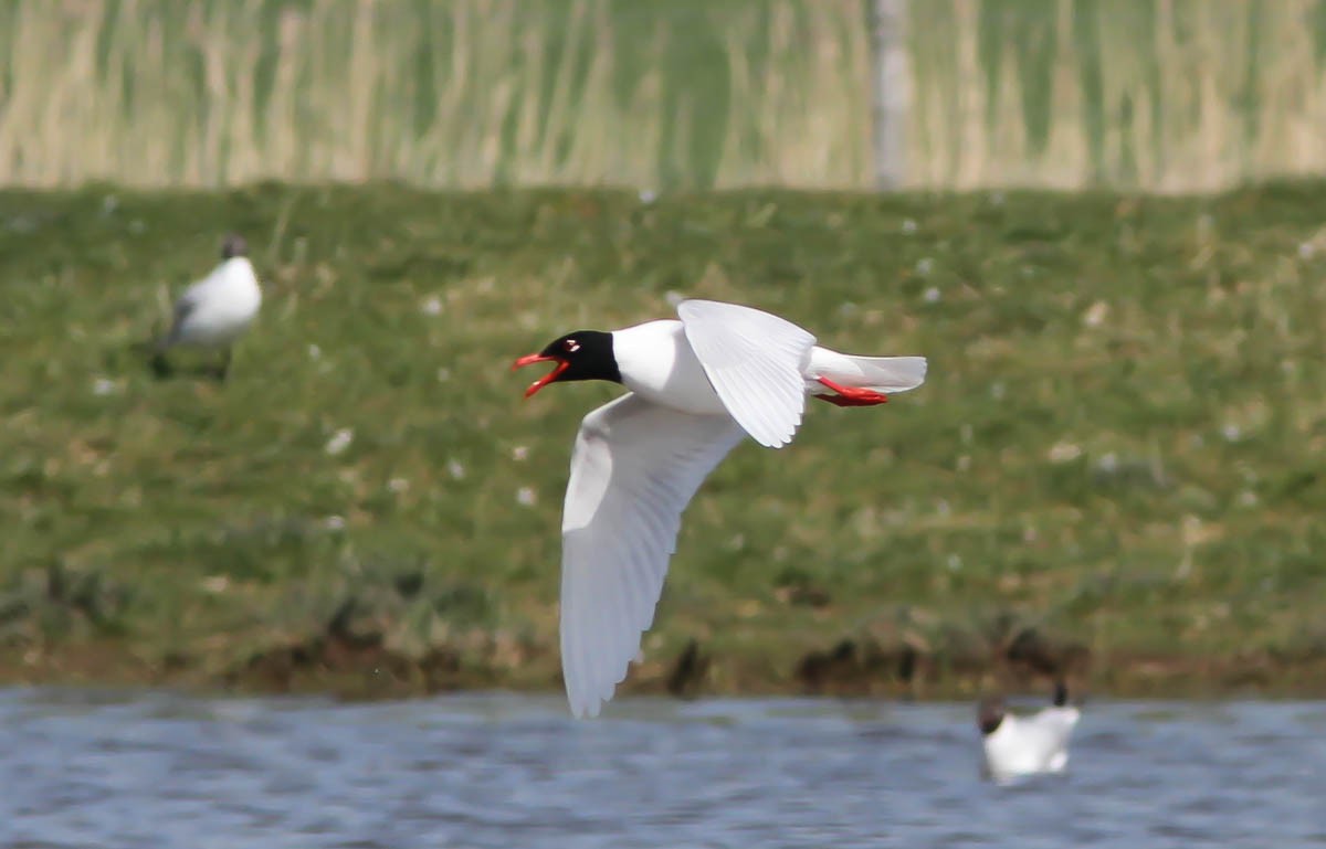 Antxeta burubeltza - ML181363051