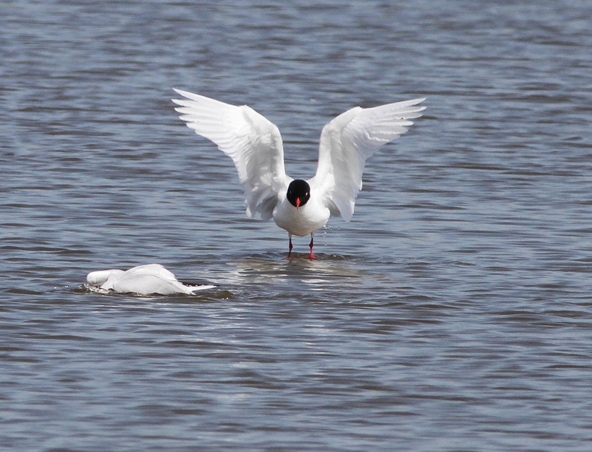 Antxeta burubeltza - ML181363061