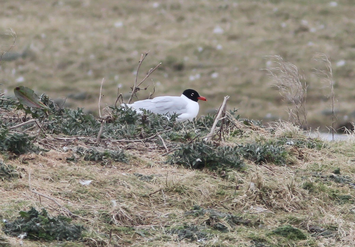 Antxeta burubeltza - ML181363071