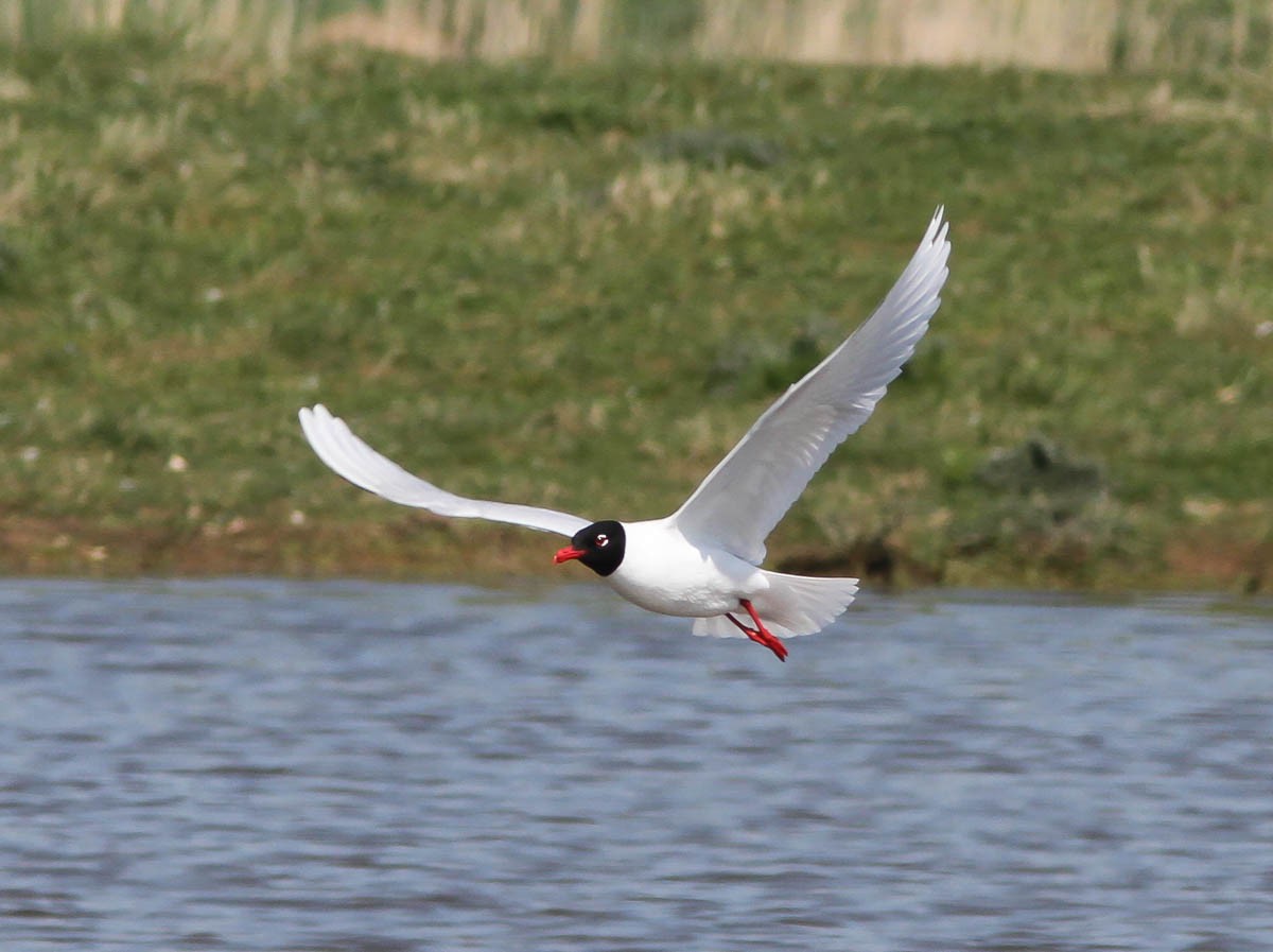 Antxeta burubeltza - ML181363081