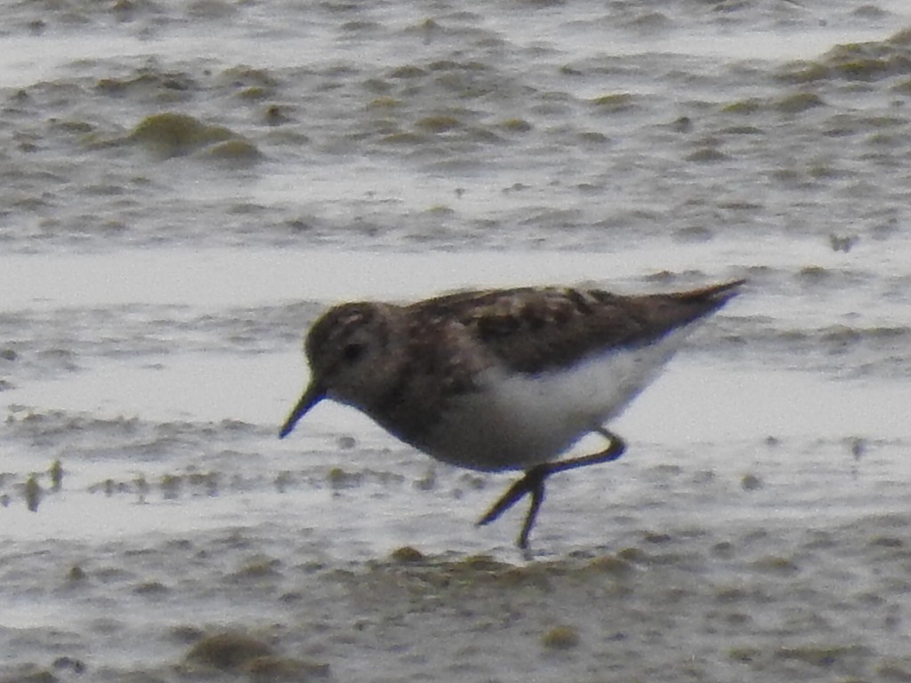 Least Sandpiper - ML181363241