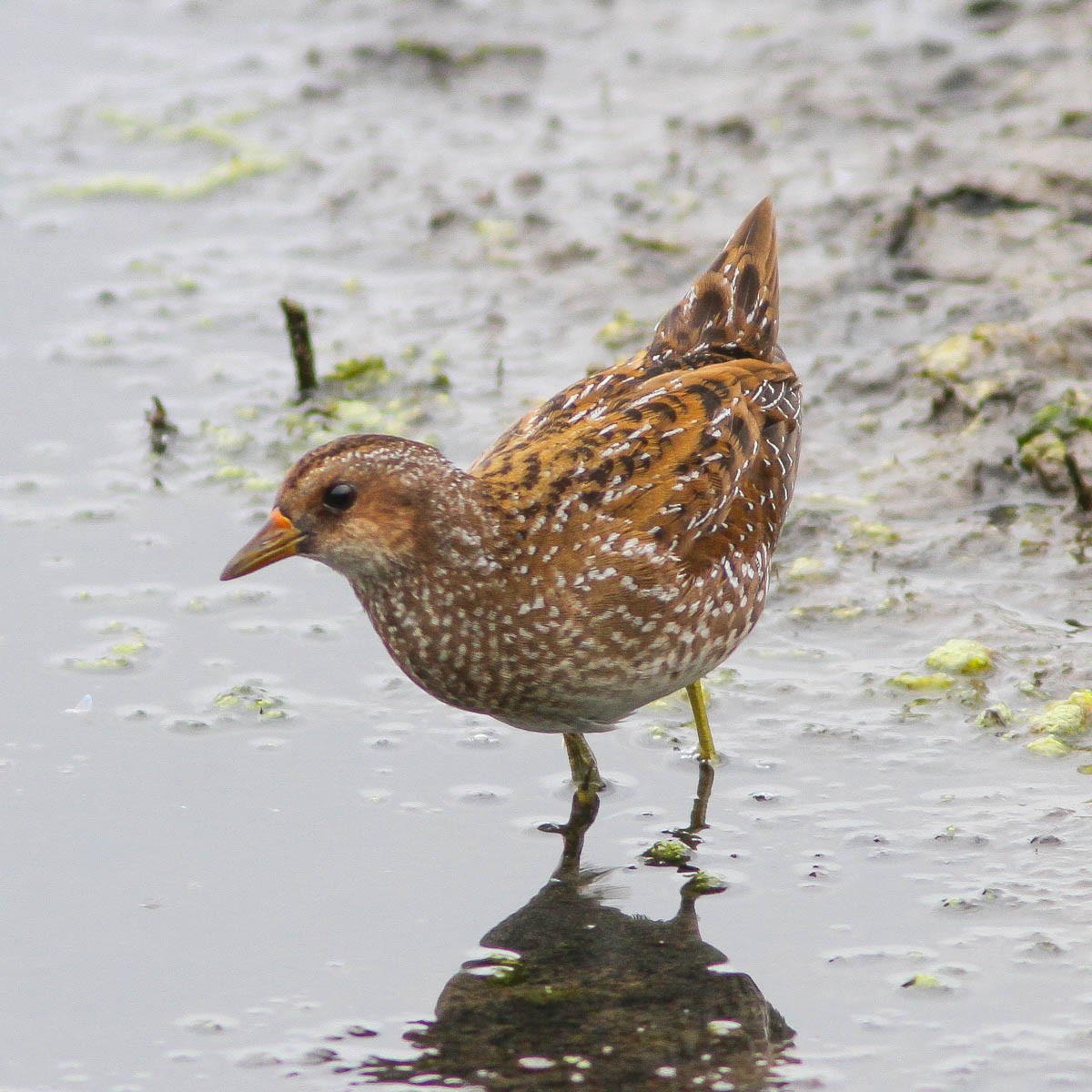 Spotted Crake - ML181364431