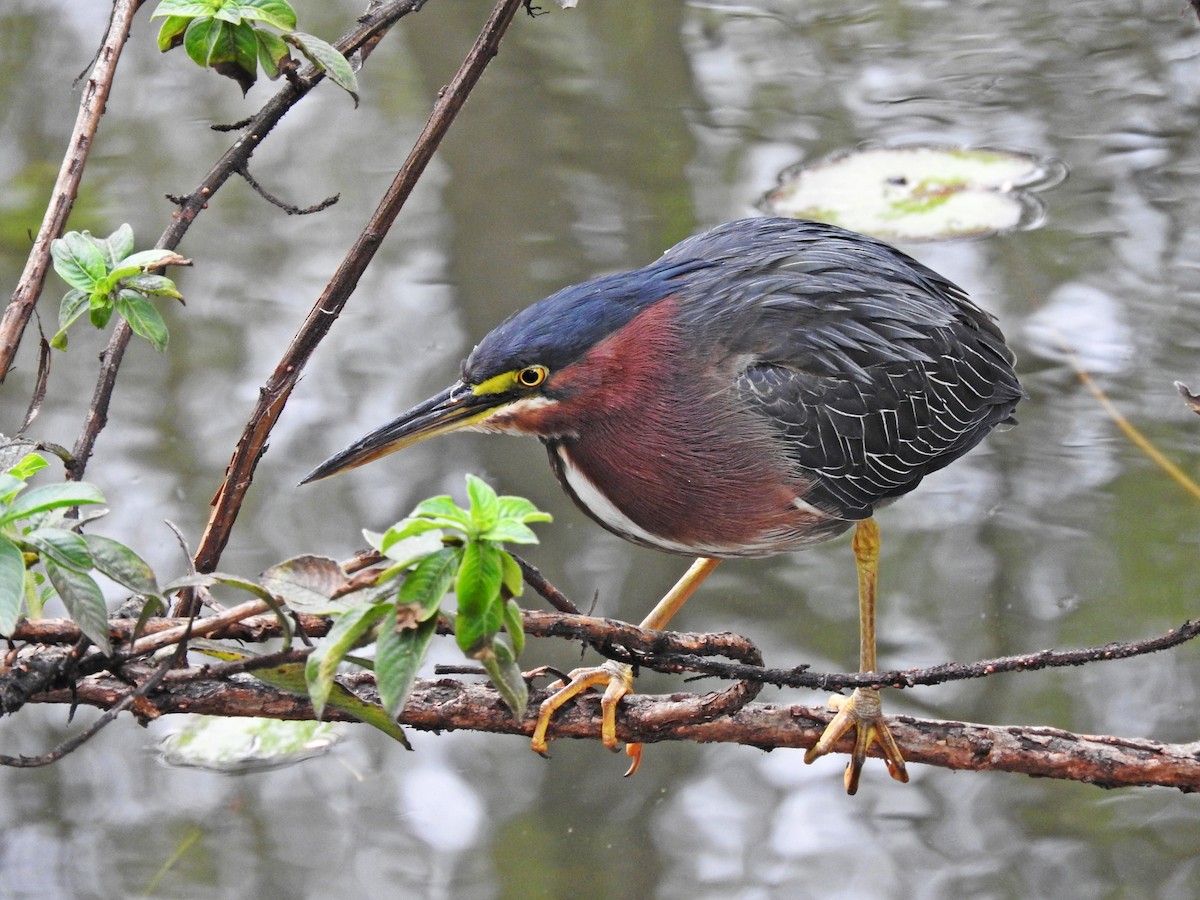 Green Heron - ML181364491