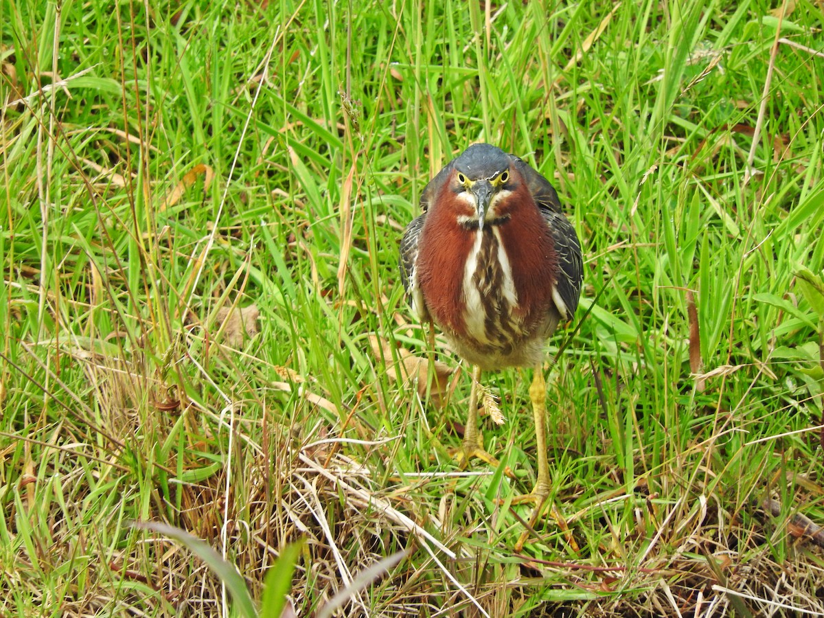 Green Heron - ML181364521