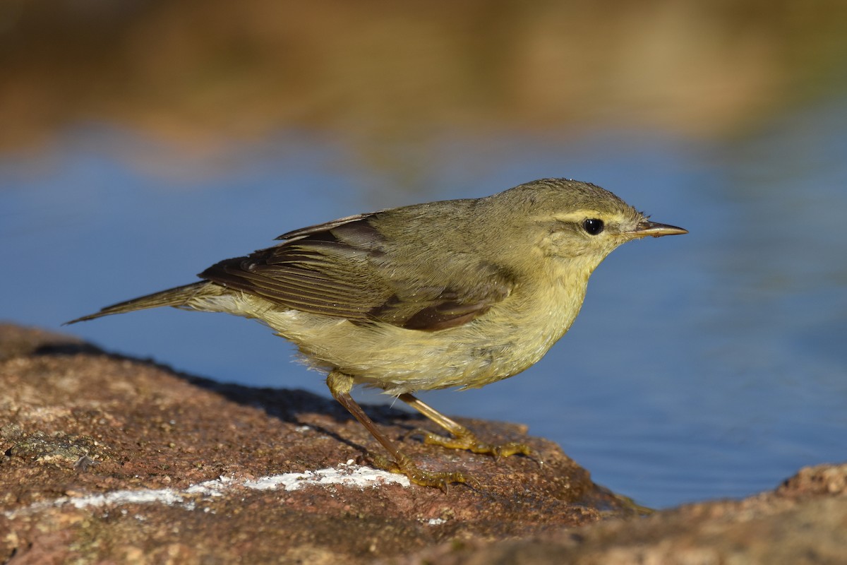 Willow Warbler - ML181364711