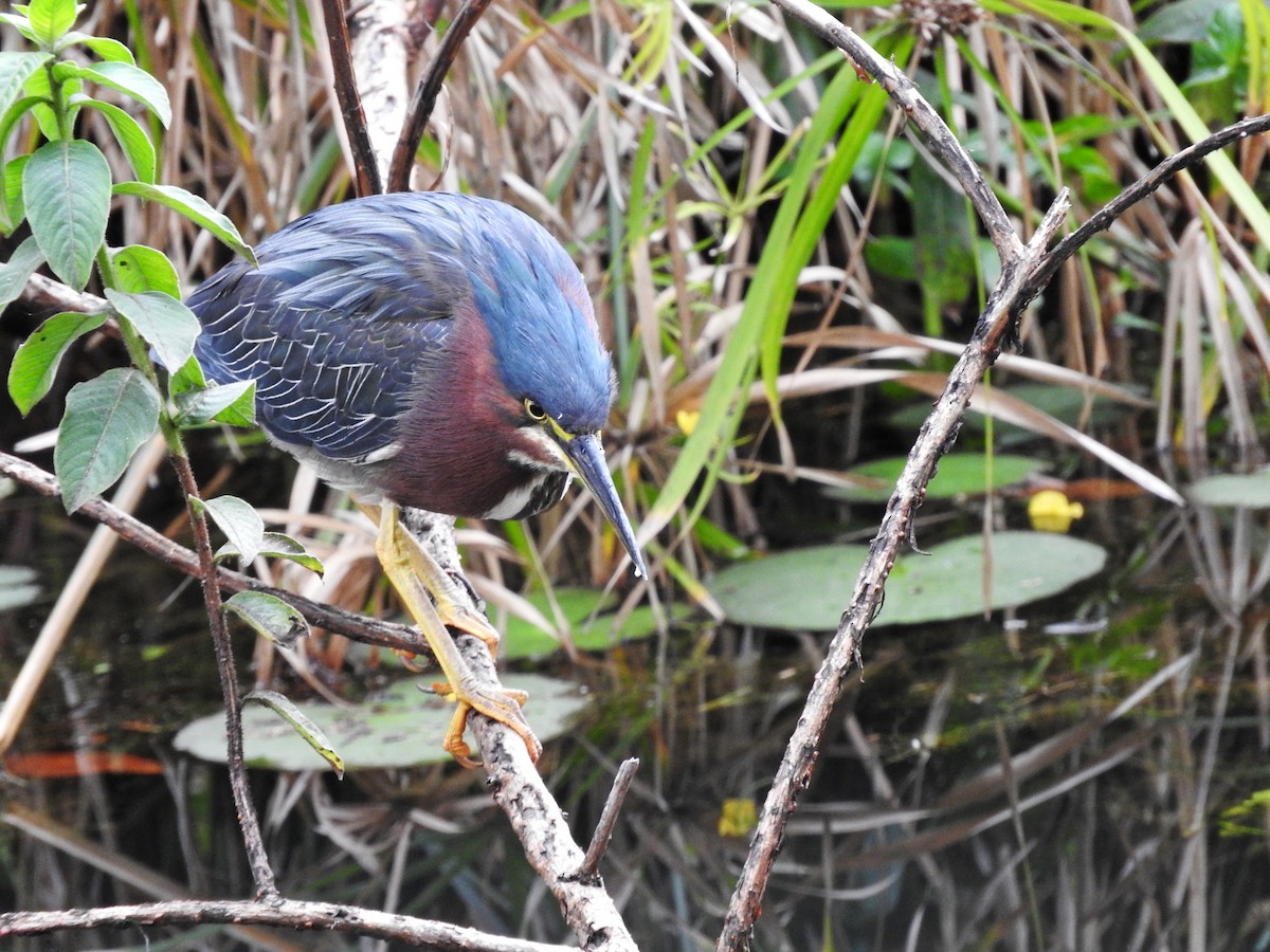 Green Heron - ML181364921