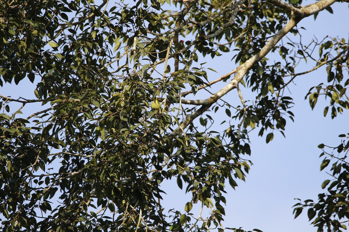 gråpannegrønndue - ML181367331