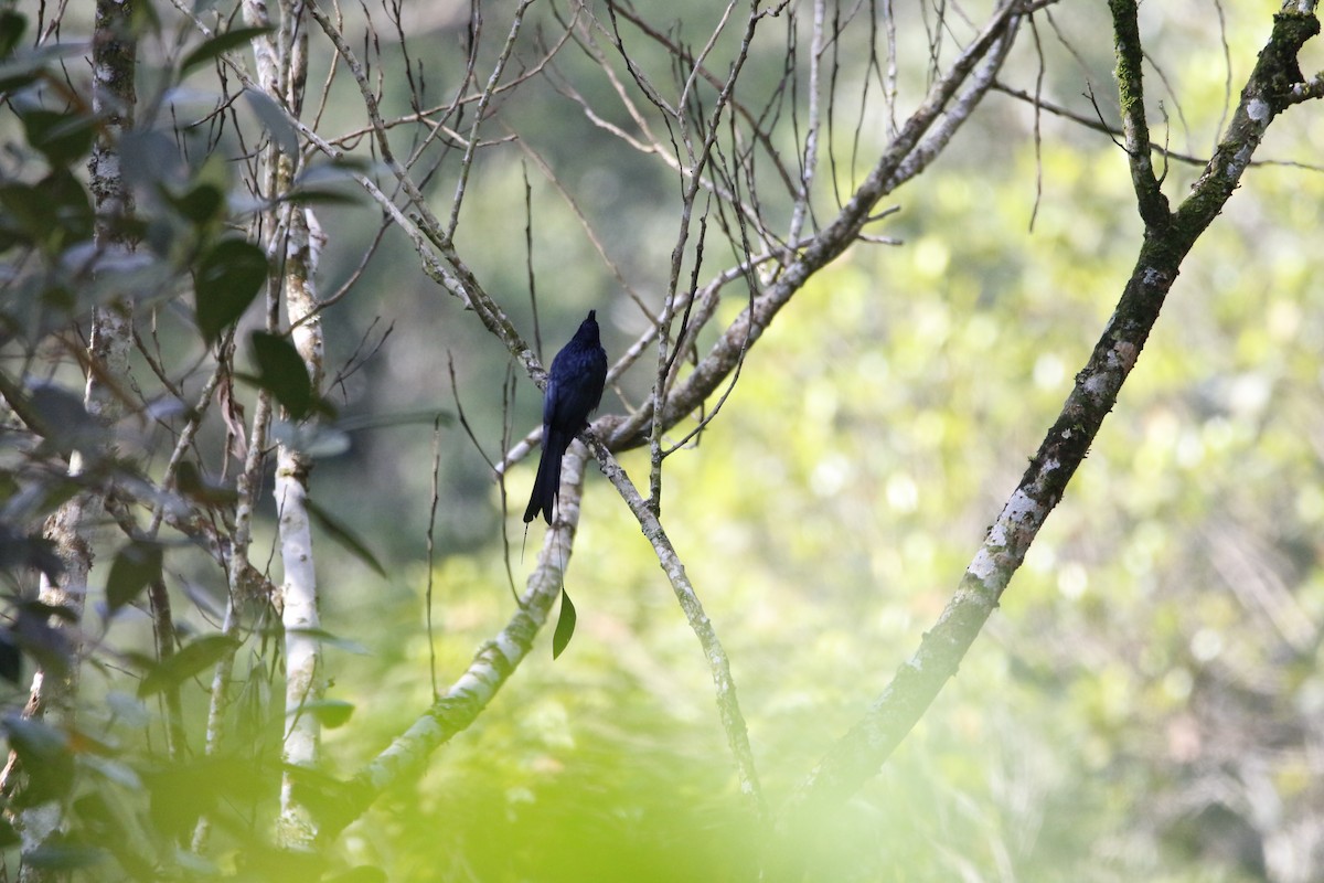 Greater Racket-tailed Drongo - ML181367581