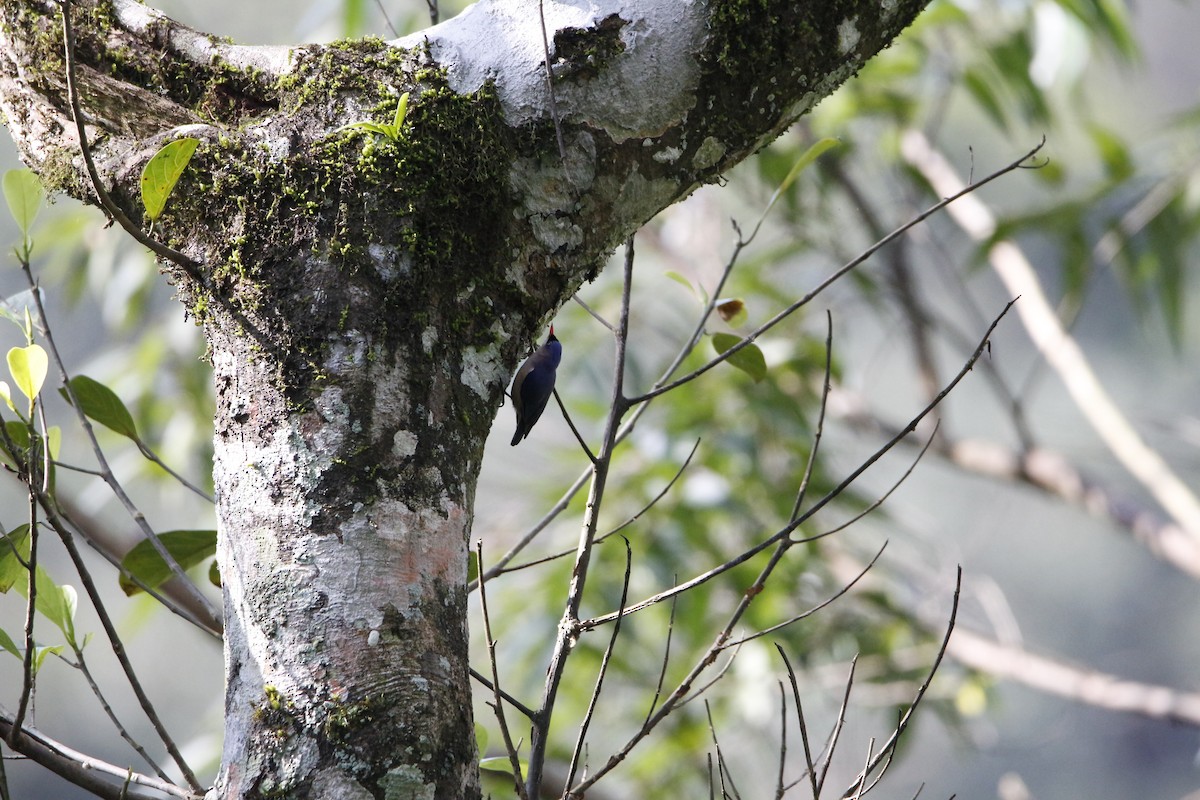 Velvet-fronted Nuthatch - ML181367891
