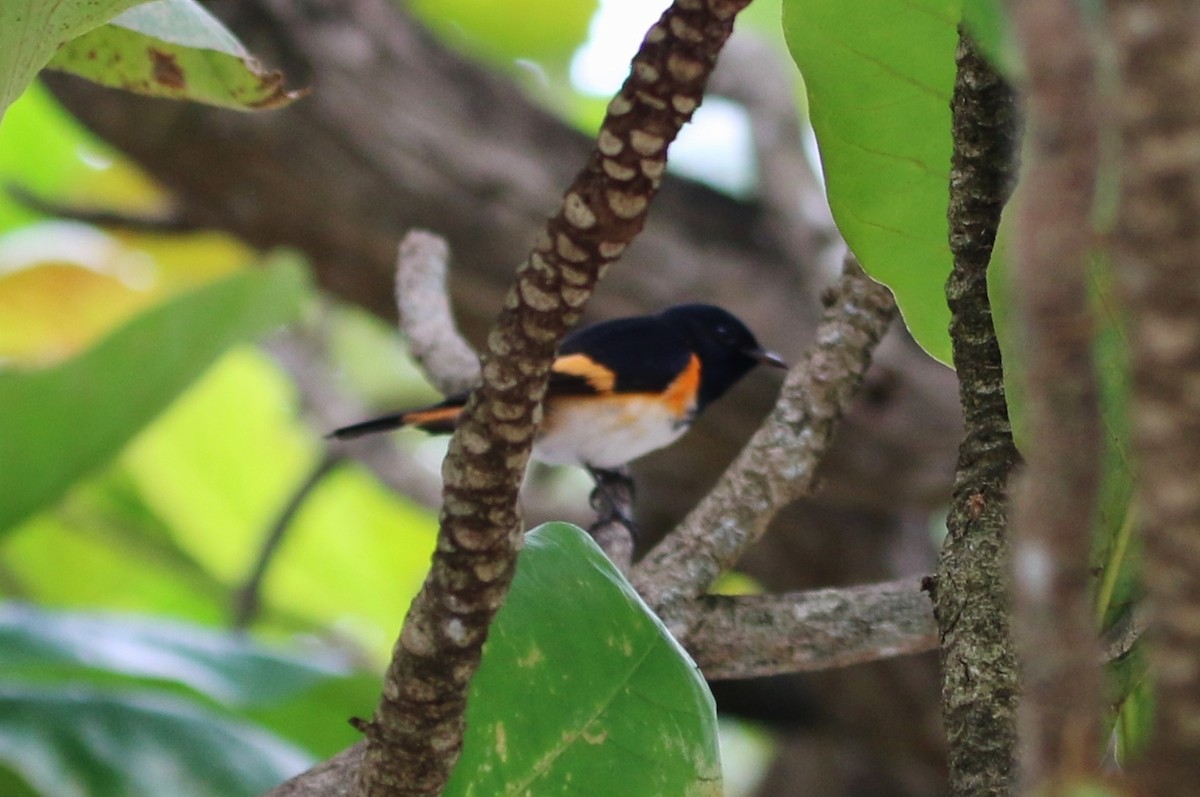 American Redstart - ML181369671