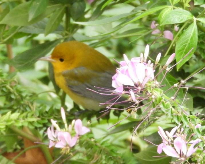 Prothonotary Warbler - ML181372521