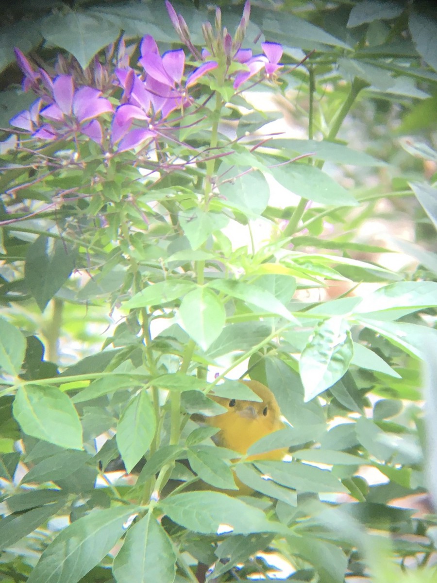 Prothonotary Warbler - ML181378481