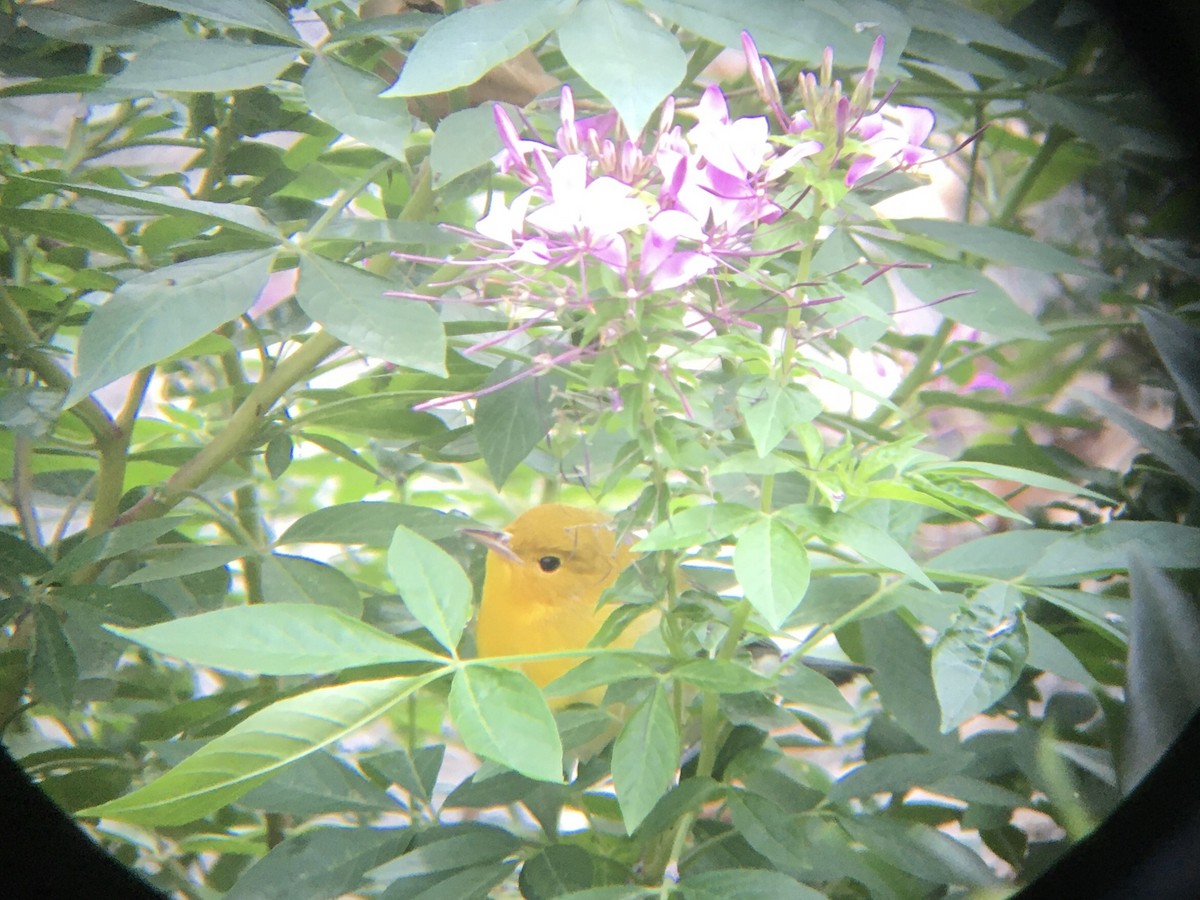 Prothonotary Warbler - ML181378551