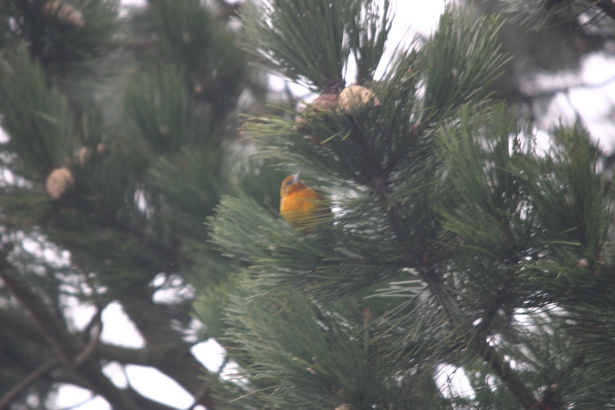 Baltimore Oriole - ML181379021