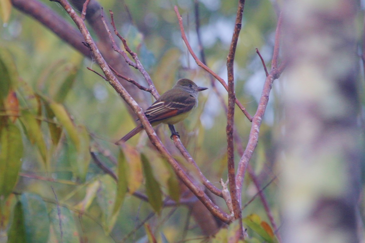 Great Crested Flycatcher - Suzanne O'Rourke