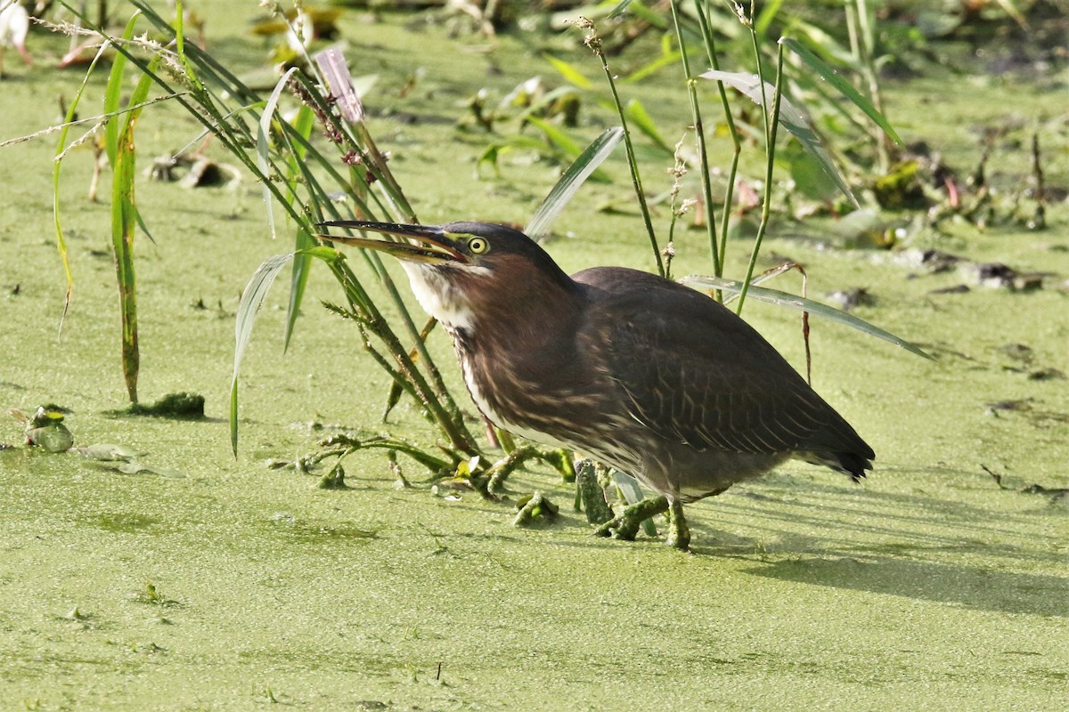 Green Heron - John Skene