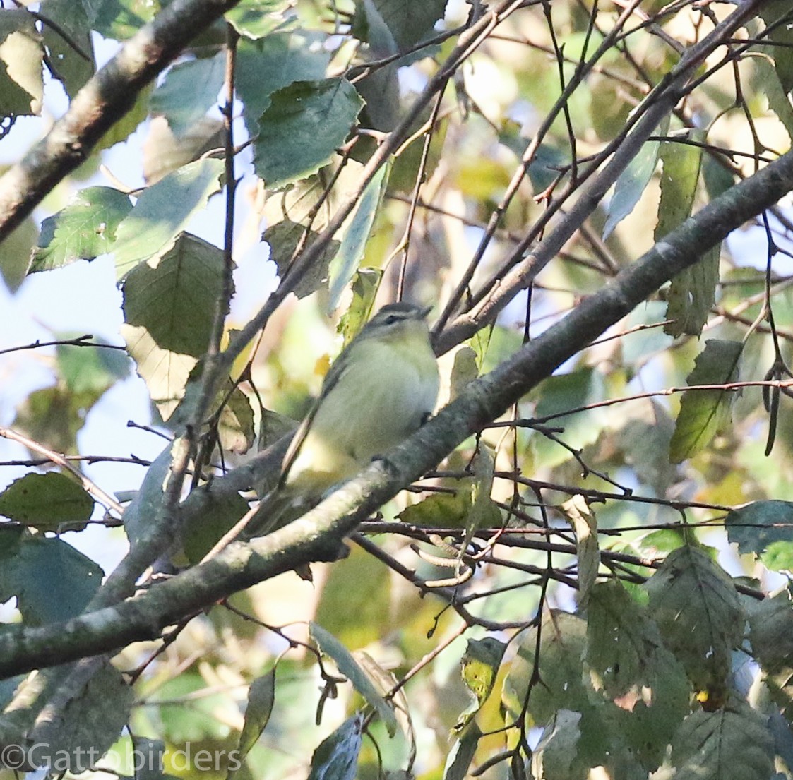 Vireo de Filadelfia - ML181381931