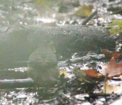 Northern Waterthrush - ML181382381