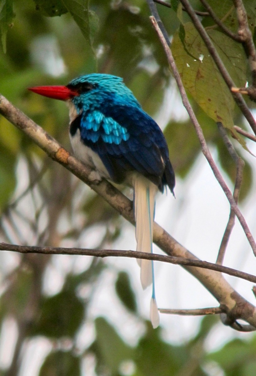 Biak Paradise-Kingfisher - Timo Mitzen