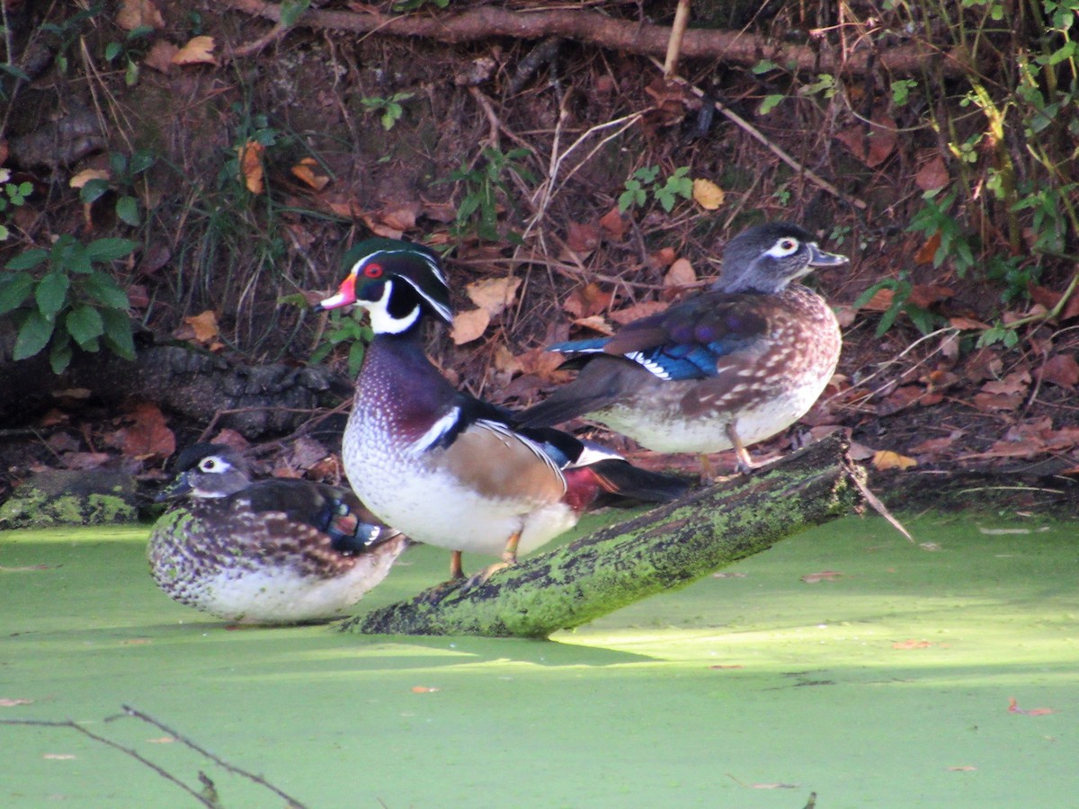 Wood Duck - John Haas