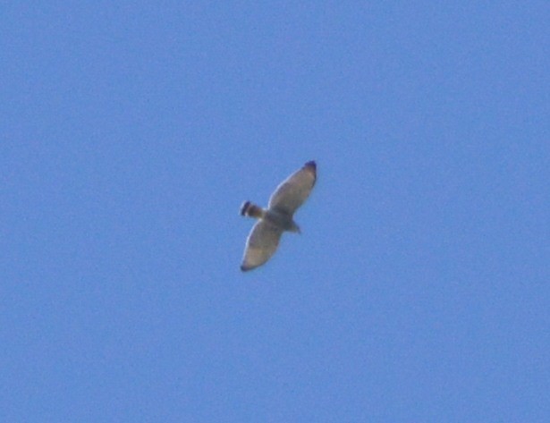 Gray Hawk - ML181385411