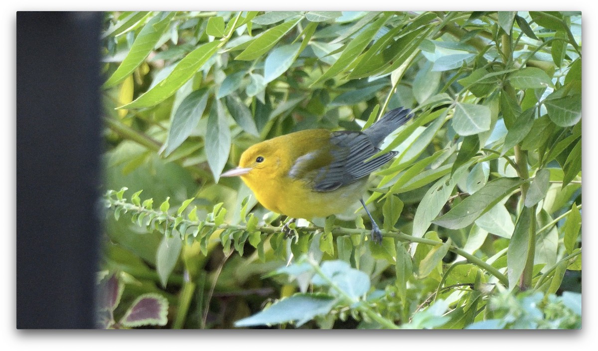 Prothonotary Warbler - ML181387331