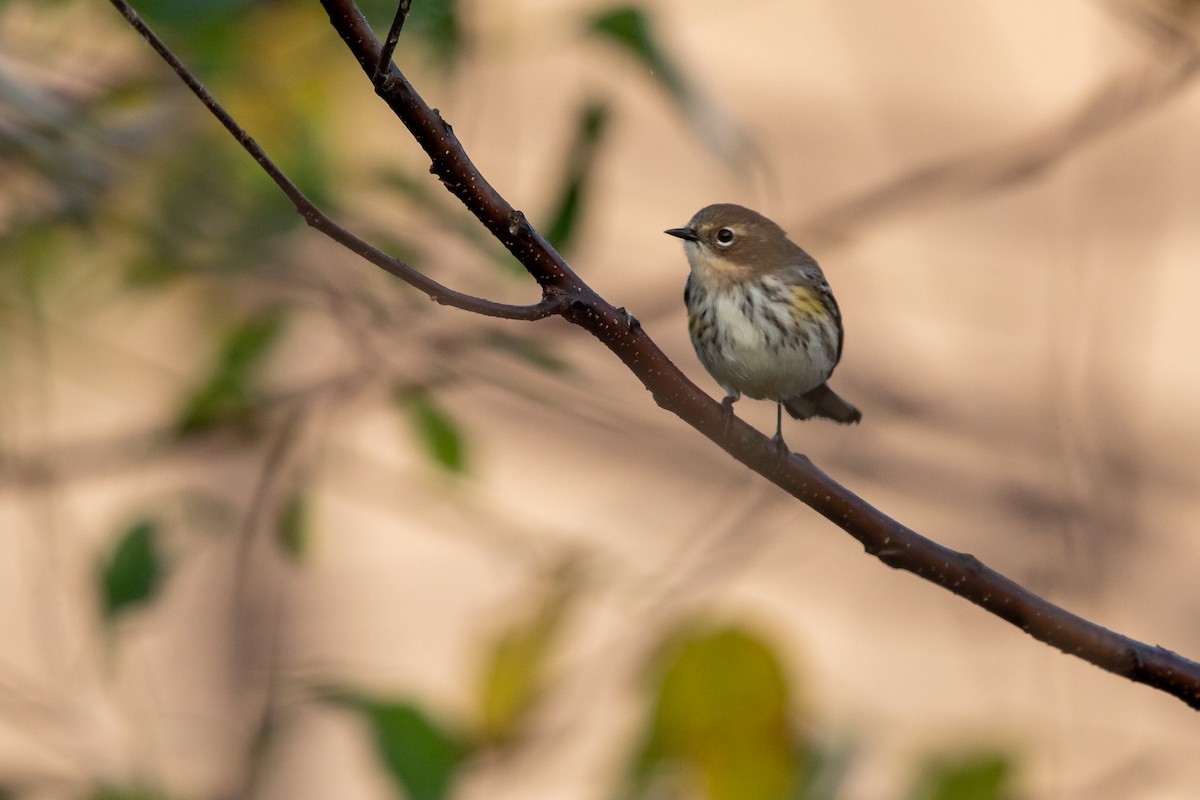 Yellow-rumped Warbler (Myrtle) - Brad Imhoff