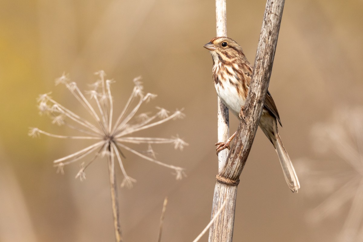 Song Sparrow - ML181387531