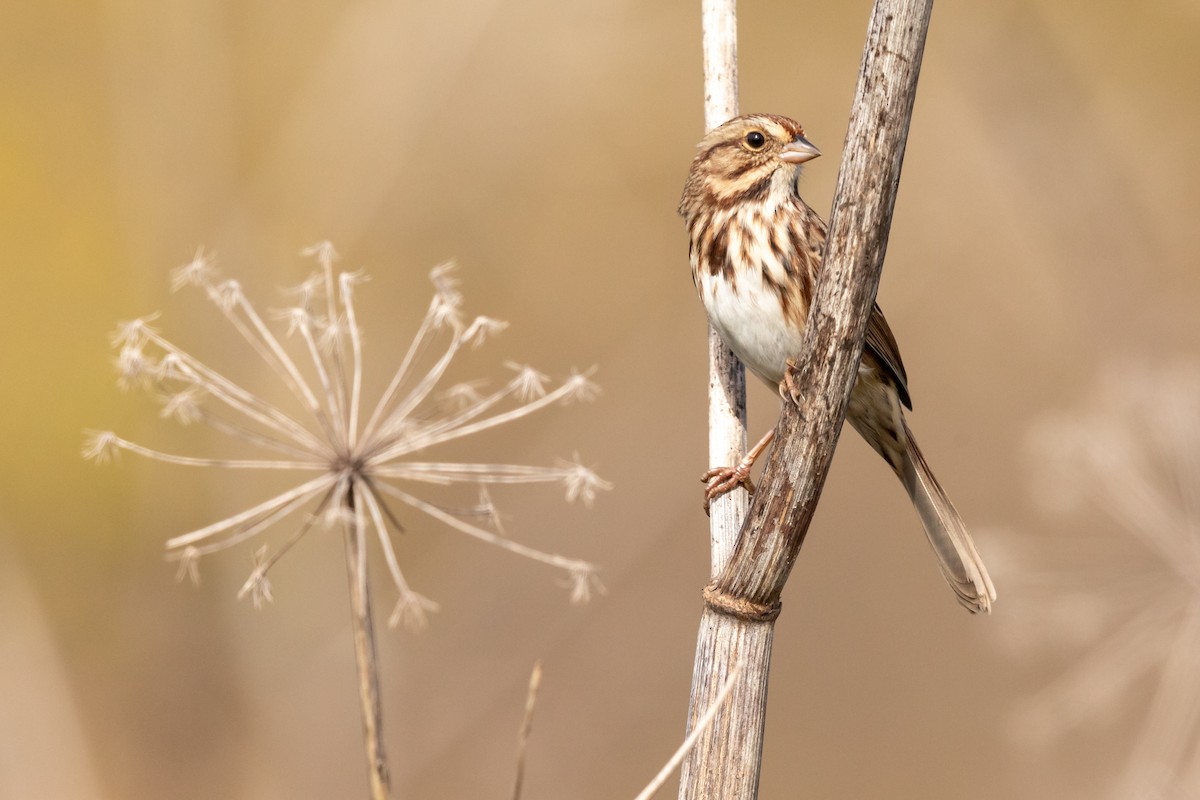 Song Sparrow - ML181387541