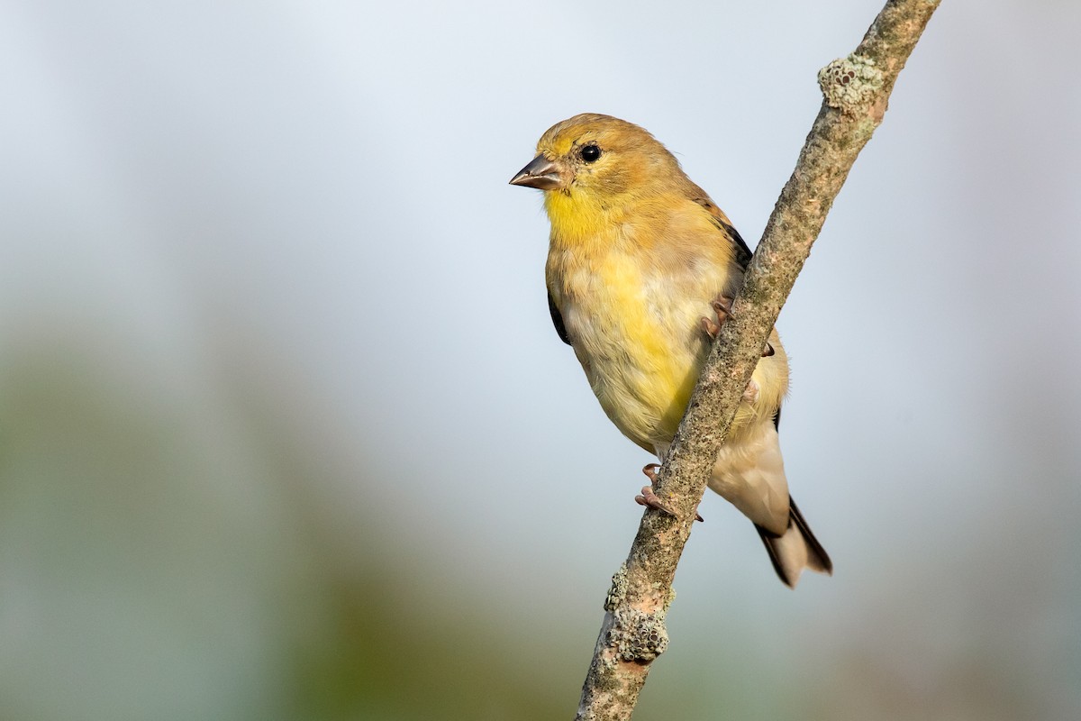 American Goldfinch - Brad Imhoff