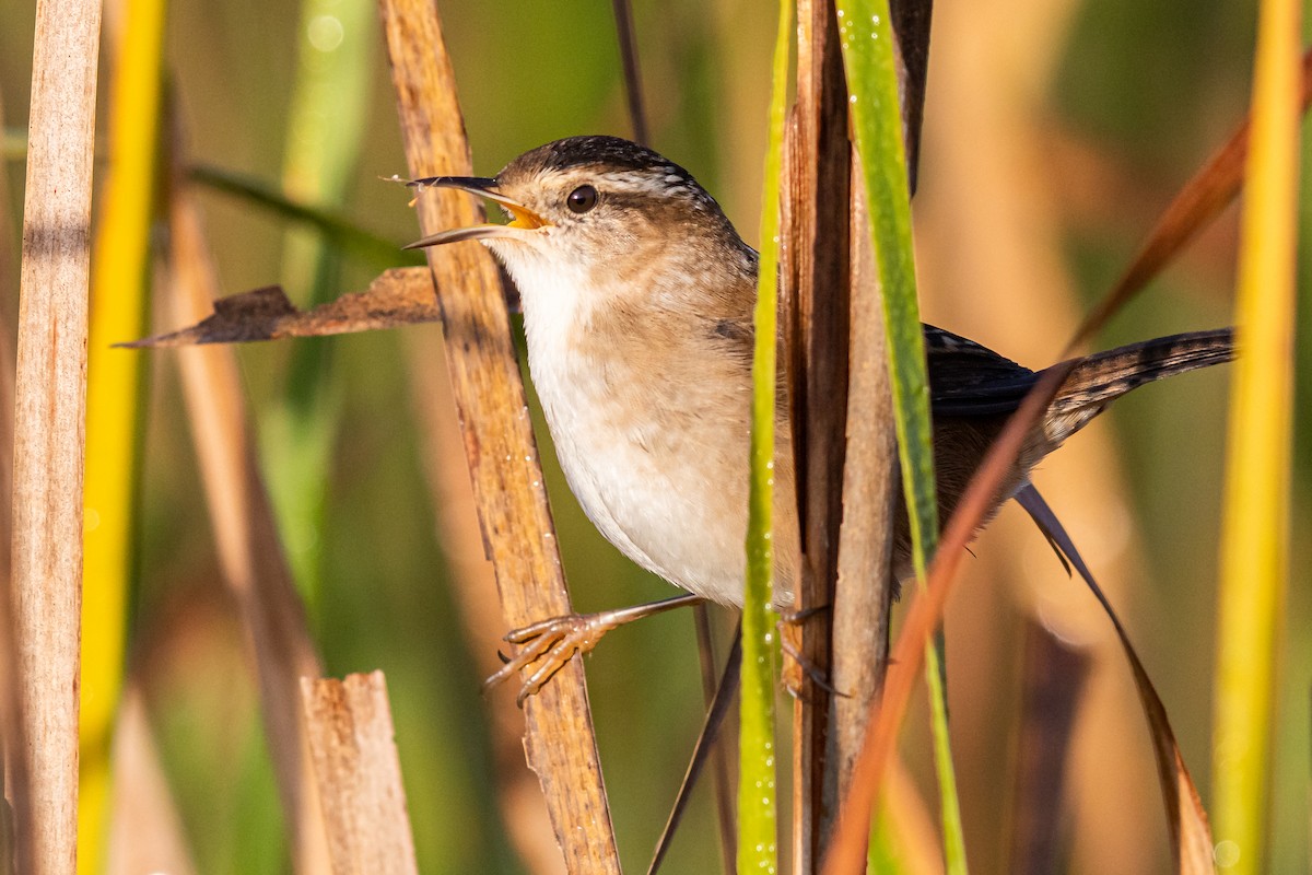 Marsh Wren - ML181387901