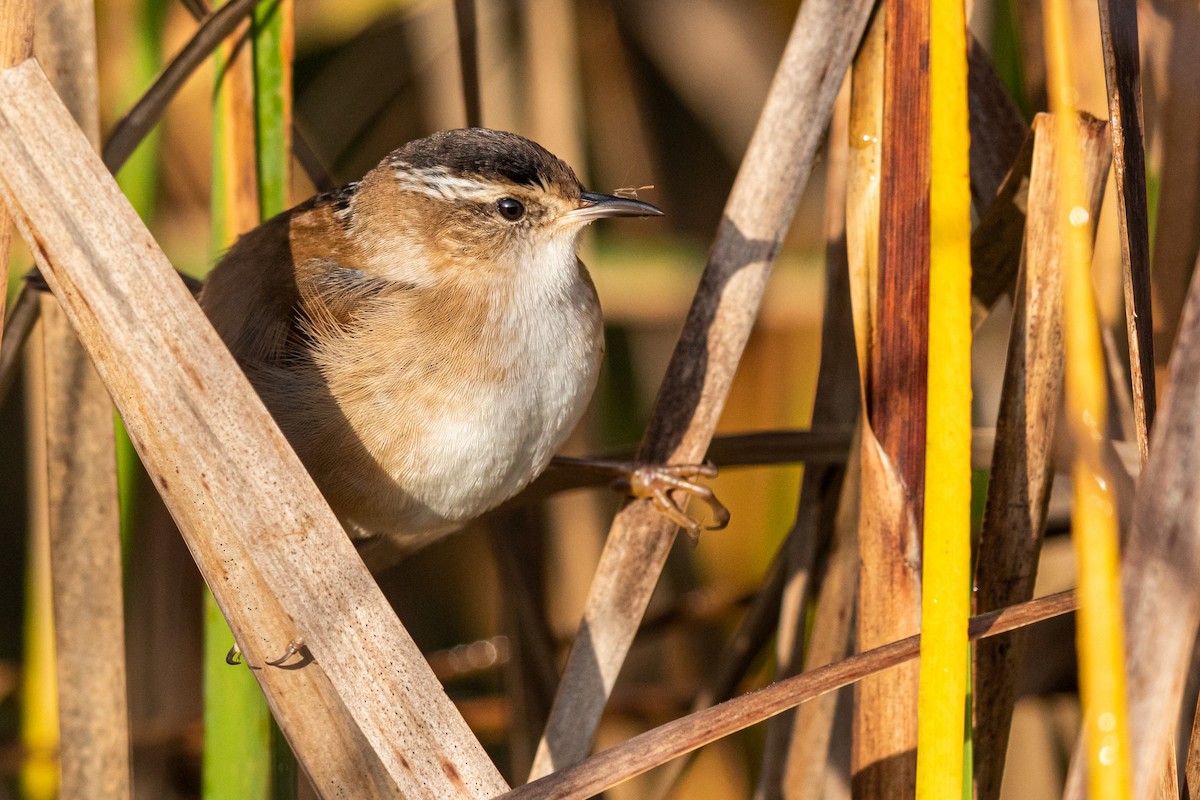 Marsh Wren - Brad Imhoff