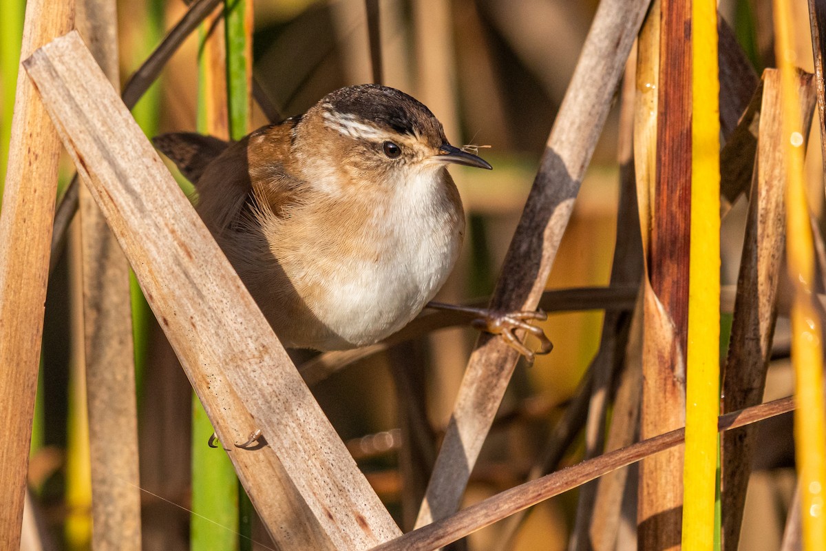 Marsh Wren - Brad Imhoff