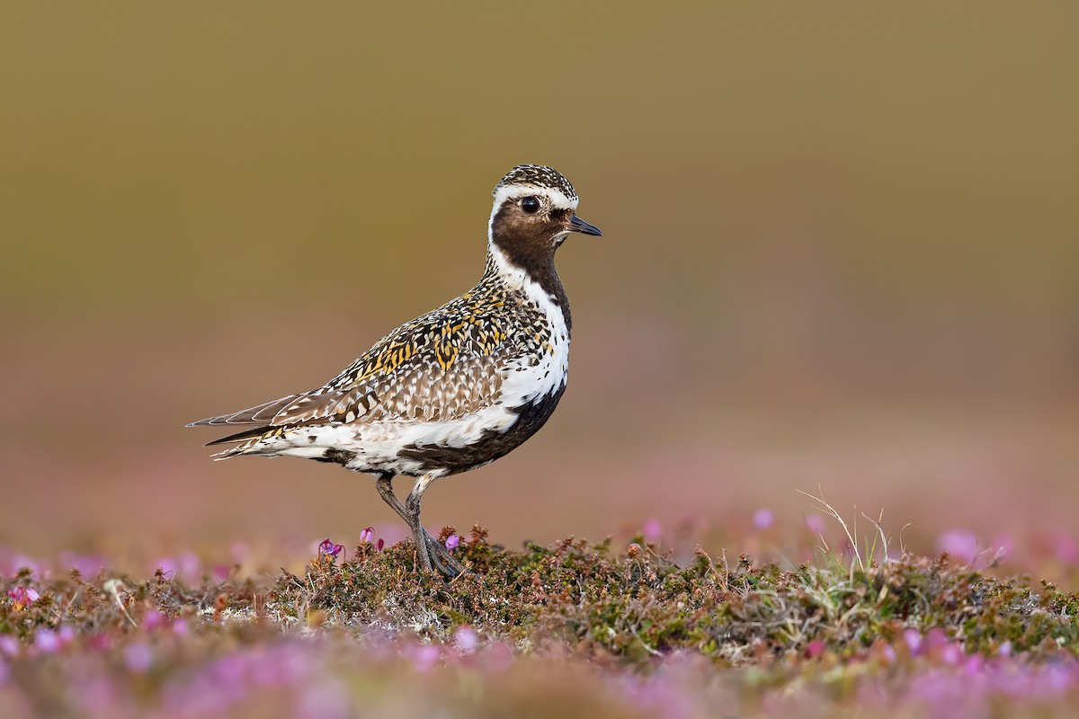 European Golden-Plover - ML181388801