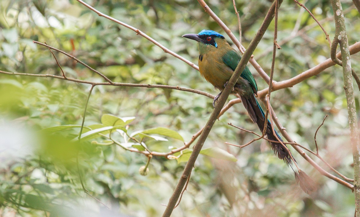 Andean Motmot - ML181388961