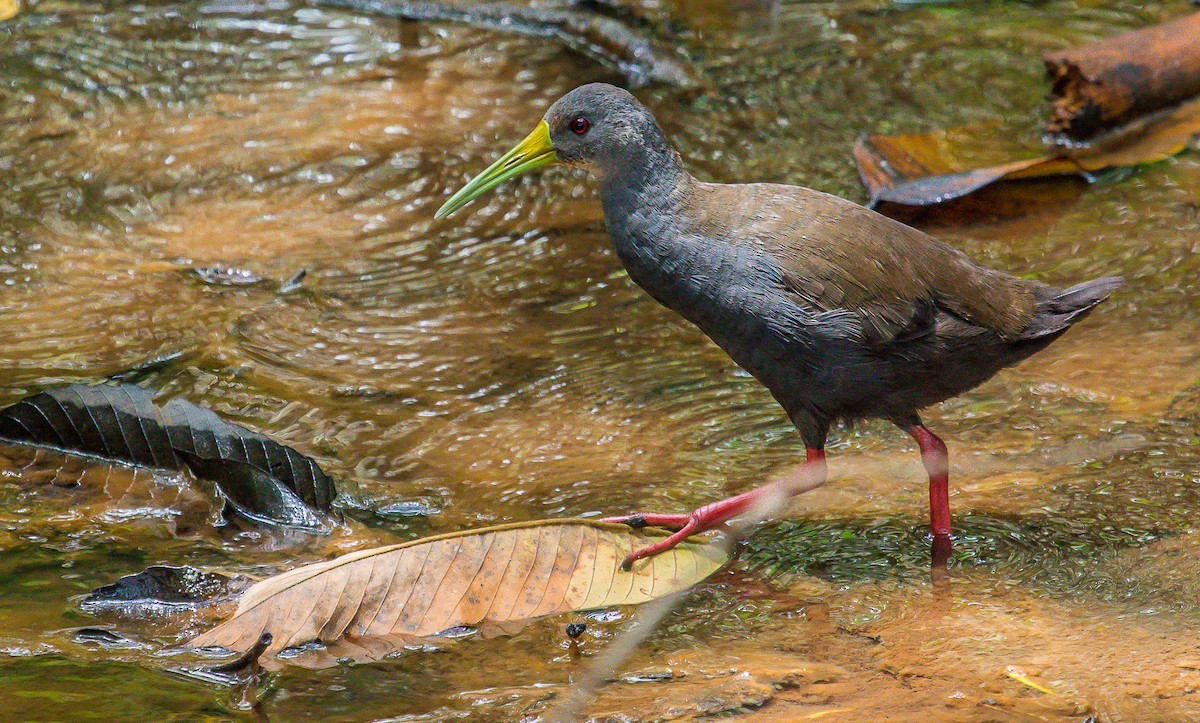 Blackish Rail - ML181389001