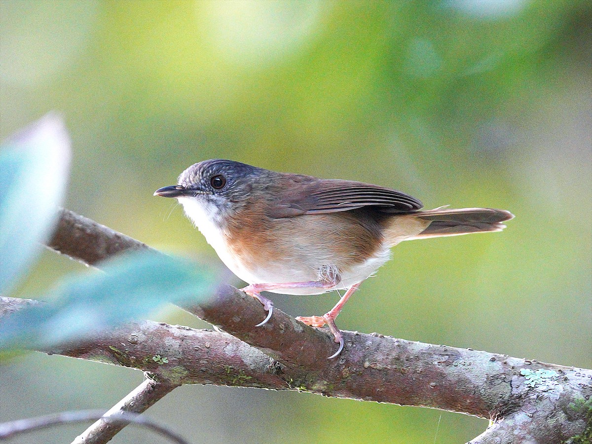 Temminck's Babbler - Roman Lo