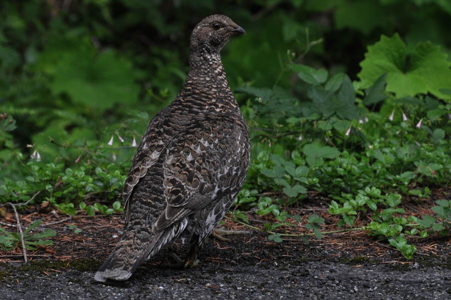 Sooty Grouse - Troy Hibbitts