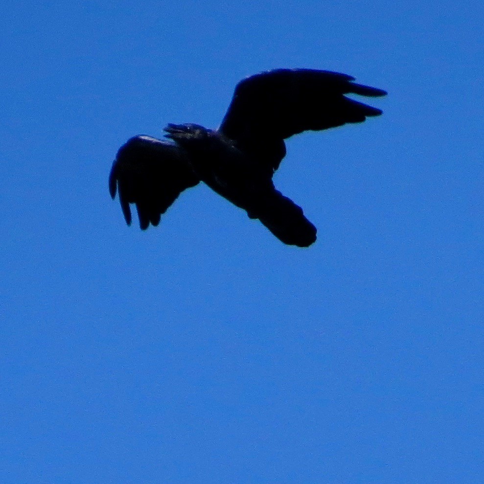 Chihuahuan Raven - ML181392491